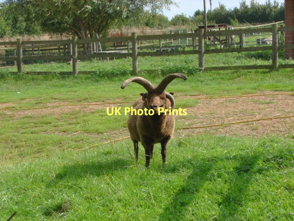 Photo 6"x4" You lookin' at me.... Fairlands\/SU9652 c2011