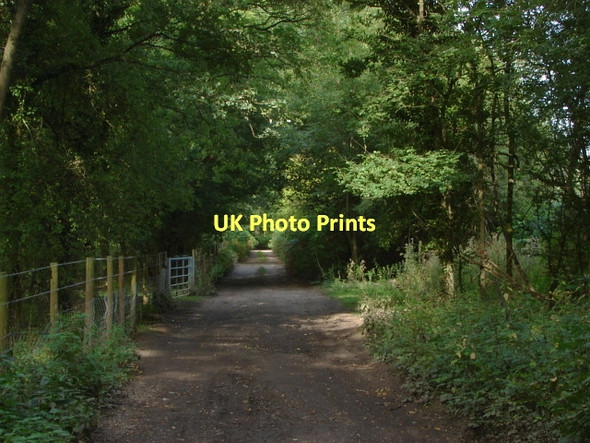 Photo 6"x4" Cobbett Hill Common Littlefield Common c2011