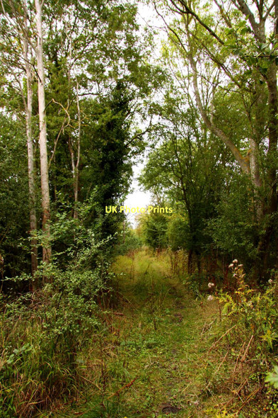 Photo 6"x4" Bridleway through the trees Drayton\/SU4794 c2011