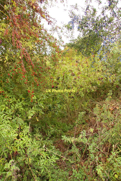 Photo 6"x4" Overgrown former canal Drayton\/SU4794 c2011