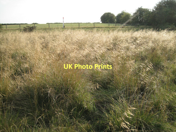 Photo 6"x4" Tussock-grass near Marsh Farm  Bradnock's Marsh c2011