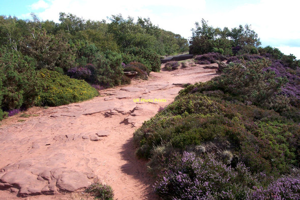 Photo 6"x4" Sandstone path on Thurstaston Hill Heswall c2011