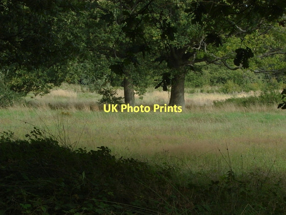 Photo 6"x4" Merrist Wood Littlefield Common c2011