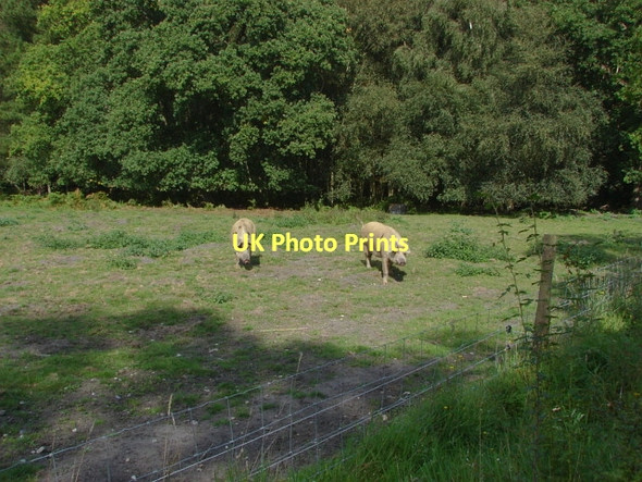 Photo 6"x4" Pigfields, Merrist Wood Littlefield Common c2011