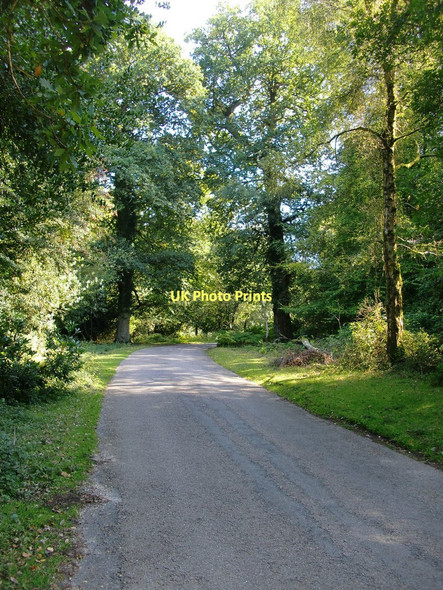 Photo 6"x4" Minor road through woodland near Castle Malwood, New Forest Upper Canterton c2011