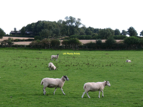 Photo 6"x4" Sheep pastures, Newton le Willows Newton-le-Willows\/SE2189 c2011