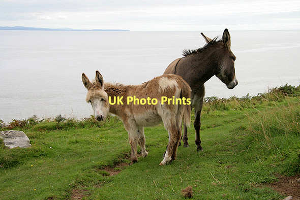 Photo 6"x4" Donkeys at the Galloway Coast Airds Point\/NX8248 c2011