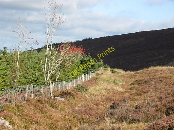 Photo 6"x4" Sunlit Rowan Rossadrehid c2009