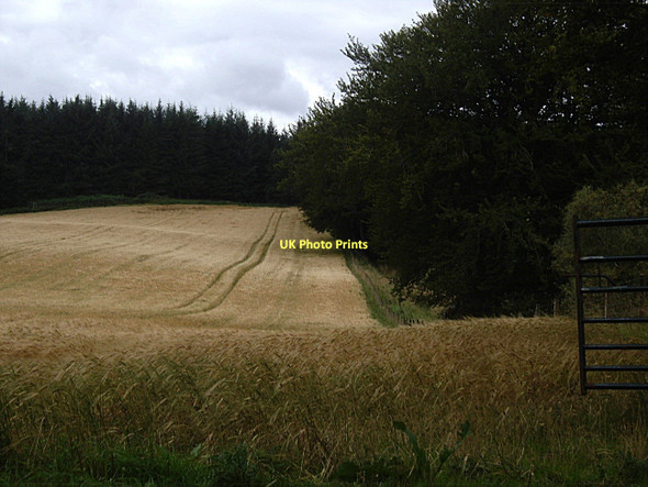 Photo 6"x4" Ripening cereal crop Rhynie\/NJ4927 c2011