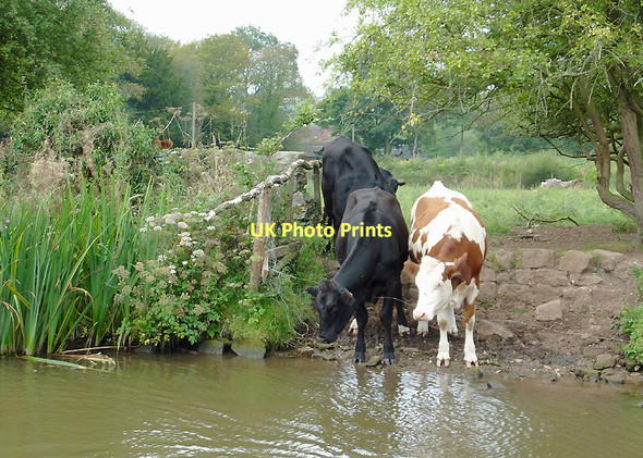 Photo 6"x4" Canalside grazing above Meaford Locks, Staffordshire Stone\/SJ9034 c2011