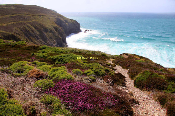 Photo 6"x4" Heather on the cliffs Perranporth c2011