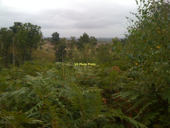 Photo 6"x4" View across Chobham Ridges Deepcut c2011