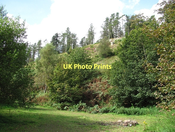 Photo 6"x4" Benarty Wood Ballingry c2011 P1