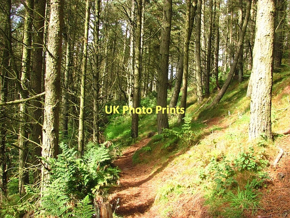 Photo 6"x4" Benarty Wood Ballingry c2011 P2
