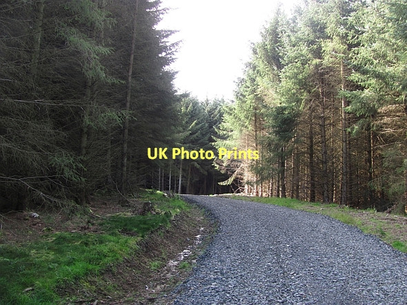 Photo 6"x4" Logging road, Benarty Wood Ballingry c2011