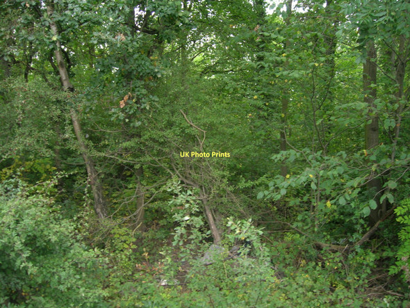 Photo 6"x4" Sixteen Acre Plantation Owston\/SE5511 c2011