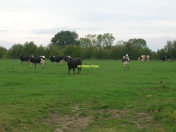 Photo 6"x4" Grazing land off Fenwick Lane Moss\/SE5914 c2011