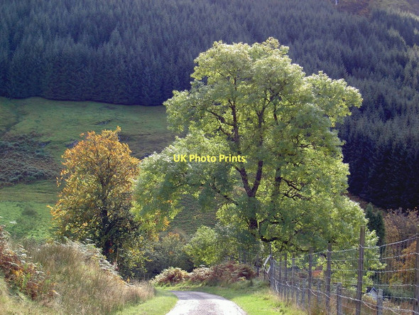 Photo 6"x4" Early autumn in Glen Gloy Clunes c2005
