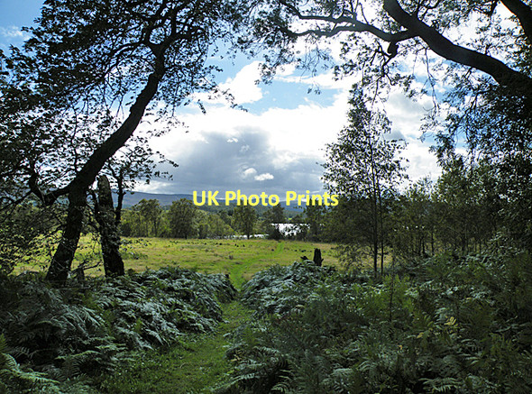 Photo 6"x4" The Path to Loch Kinord Dinnet c2011