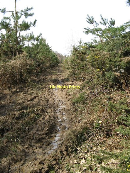 Photo 6"x4" Track rendered impassable on foot by heavy plant Grayswood c2010