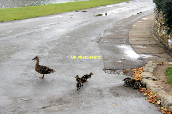 Photo 6"x4" Mallard (Anas platyrhynchos) Ashbank\/TQ8253 c2011 P1