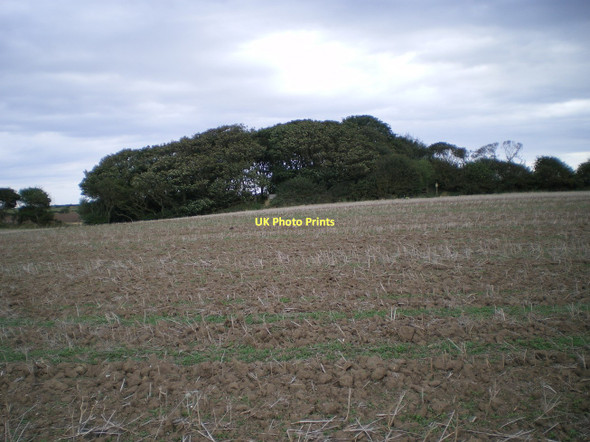 Photo 6"x4" New Fall Plantation Flamborough c2011