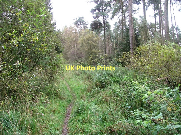 Photo 6"x4" Path, Beecraigs Linlithgow c2011