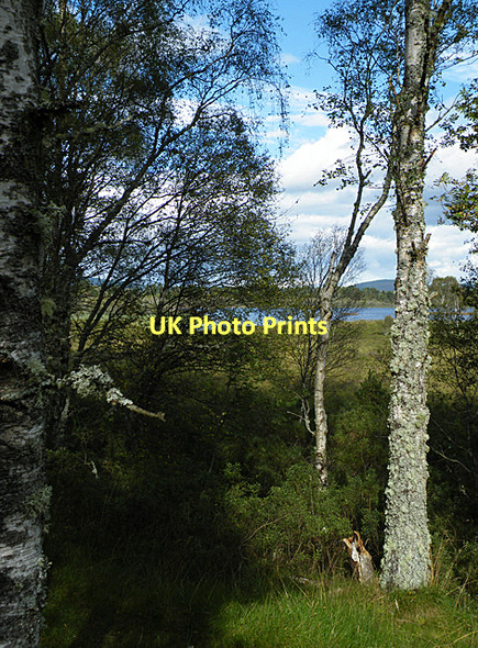 Photo 6"x4" A Glimpse of Loch Davan Ordie\/NJ4501 c2011