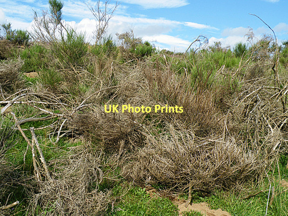 Photo 6"x4" Dead Broom Ordie\/NJ4501 c2011