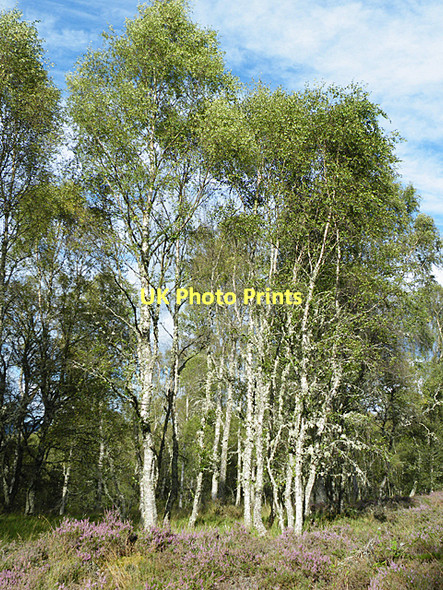 Photo 6"x4" Silver Birches Ordie\/NJ4501 c2011
