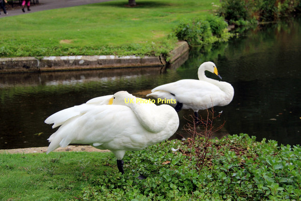 Photo 6"x4" Whooper Swans (Cygnus cygnus) Ashbank\/TQ8253 c2011