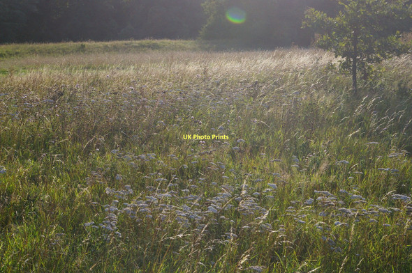Photo 6"x4" Meadow grasses off the fairway, High Elms Golf Course Orpington c2011