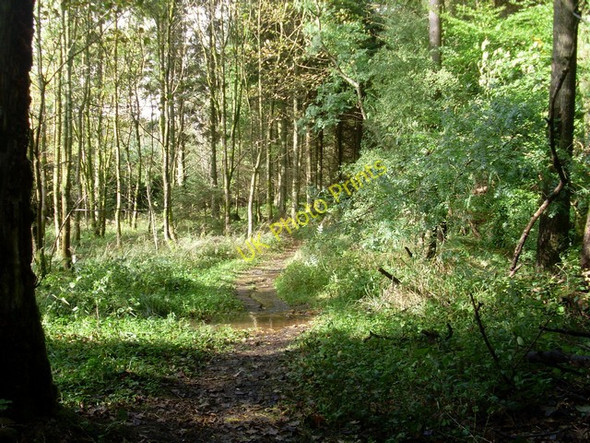Photo 6"x4" Forest path near Low Craigton Milngavie c2009