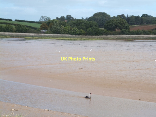 Photo 6"x4" Black swan in River Clyst Ebford c2011