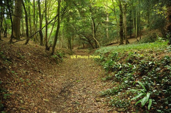 Photo 6"x4" Footpath through Sidelands Wraxall\/ST4971 c2011