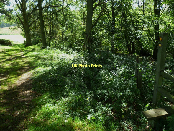 Photo 6"x4" Woodland path near Mayor House Farm Farley Green\/TQ0645 c2011