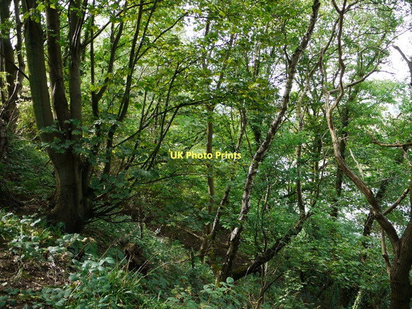 Photo 6"x4" Woodland above Eltringham Scar Prudhoe c2011