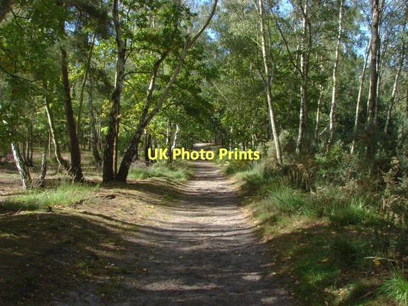 Photo 6"x4" Whitmoor Common Worplesdon c2011