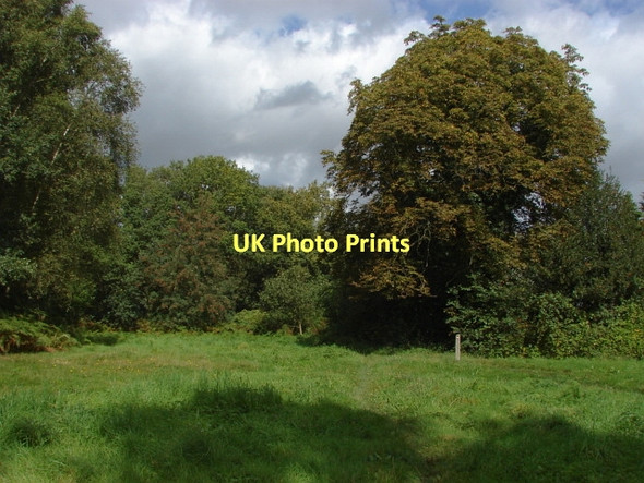 Photo 6"x4" Whitmoor Common Jacobs Well c2011