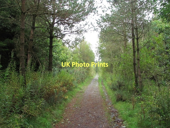 Photo 6"x4" Forest road, Beecraigs Linlithgow c2011