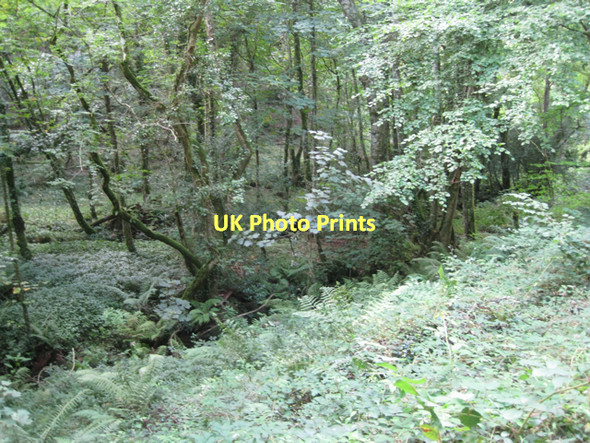 Photo 6"x4" Line of Beadon Brook  Hennock c2011