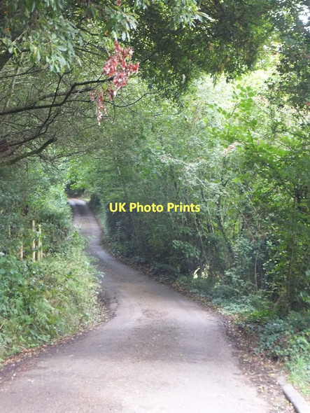 Photo 6"x4" Lane south of Bampton (part of Exe Valley Way) Bampton\/SS9522 c2011