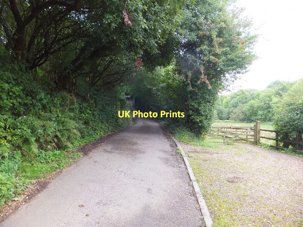 Photo 6"x4" Lane and field south of Bampton Bampton\/SS9522 c2011