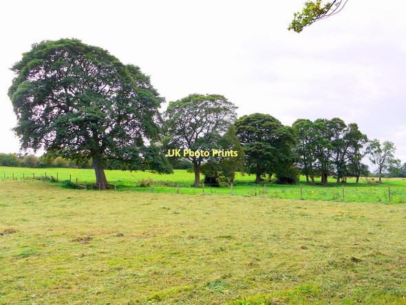 Photo 6"x4" Copse south of the Eltringham byway Prudhoe c2011
