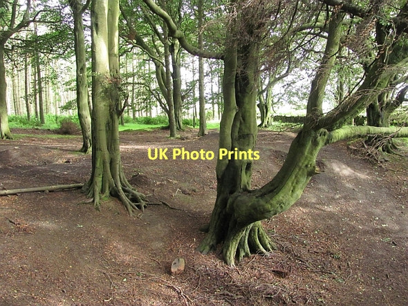 Photo 6"x4" Beech wood, Beecraigs Linlithgow c2011