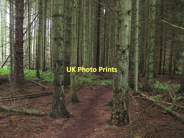 Photo 6"x4" Sitka spruce, Beecraigs Linlithgow c2011