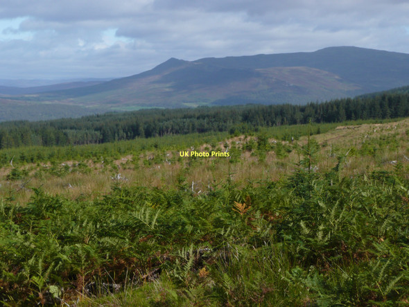 Photo 6"x4" Recent plantings in Rannoch Forest Allt na Criche\/NN5653 c2011