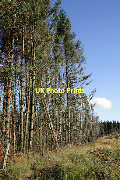 Photo 6"x4" Forestry at Bishops Moss Laurieston\/NX6864 c2011