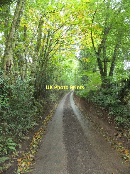 Photo 6"x4" Lane through High Wood Cove\/SS9519 c2011