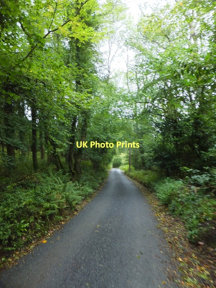 Photo 6"x4" Road to Cove through High Wood Cove\/SS9519 c2011